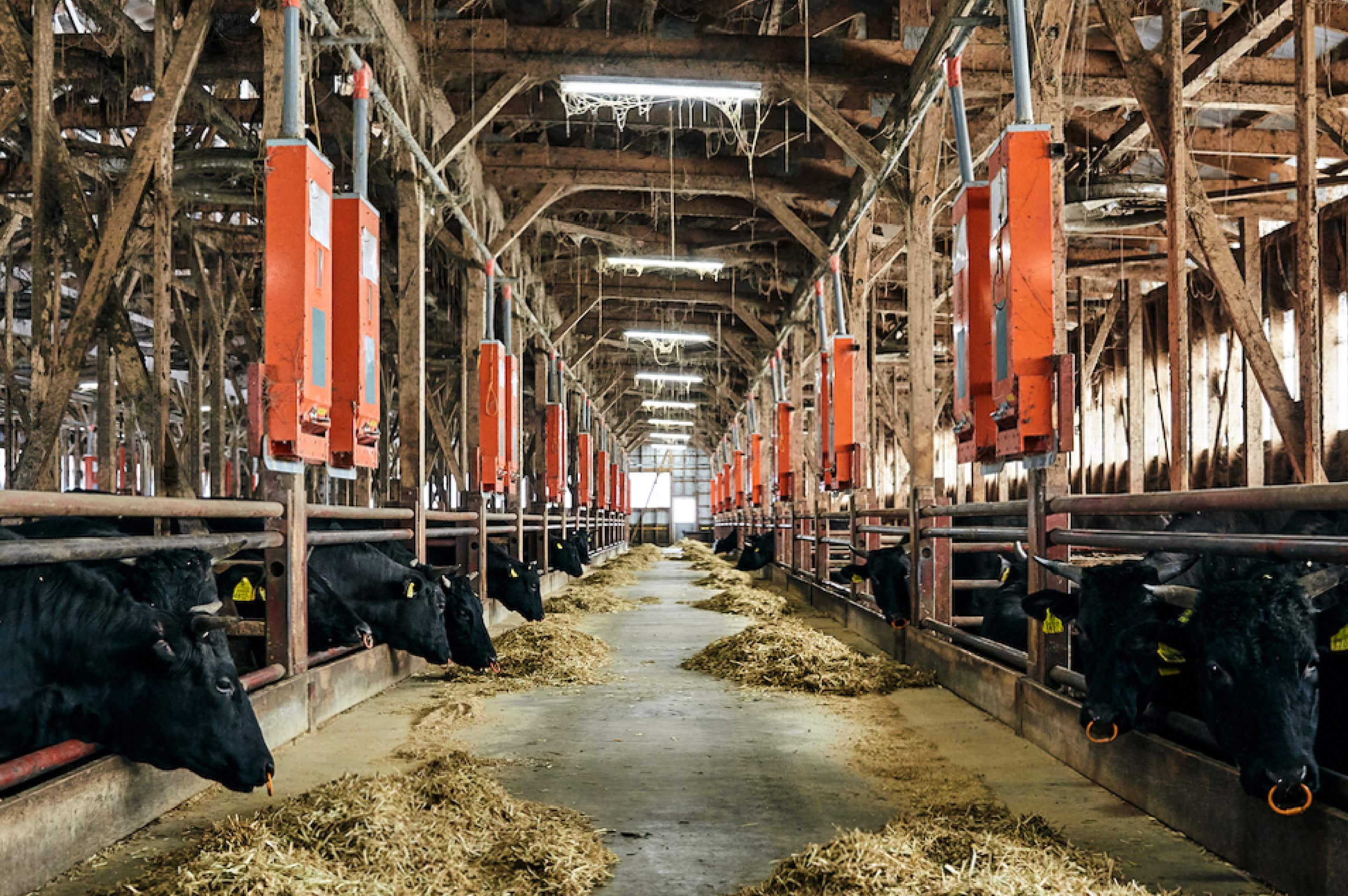 京都・和牛の精肉卸売は株式会社 京屋総本舗（きょうやそうほんぽ）